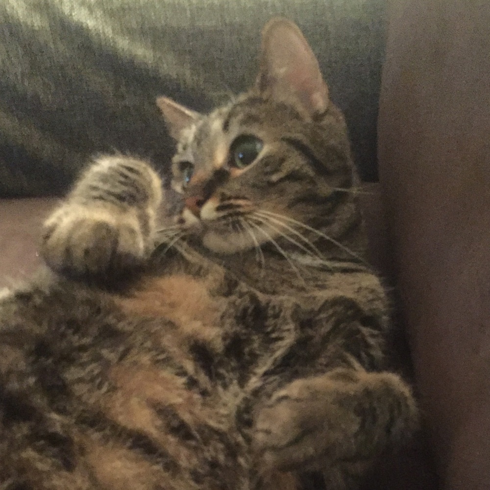 Meet your Posher, Bailey
